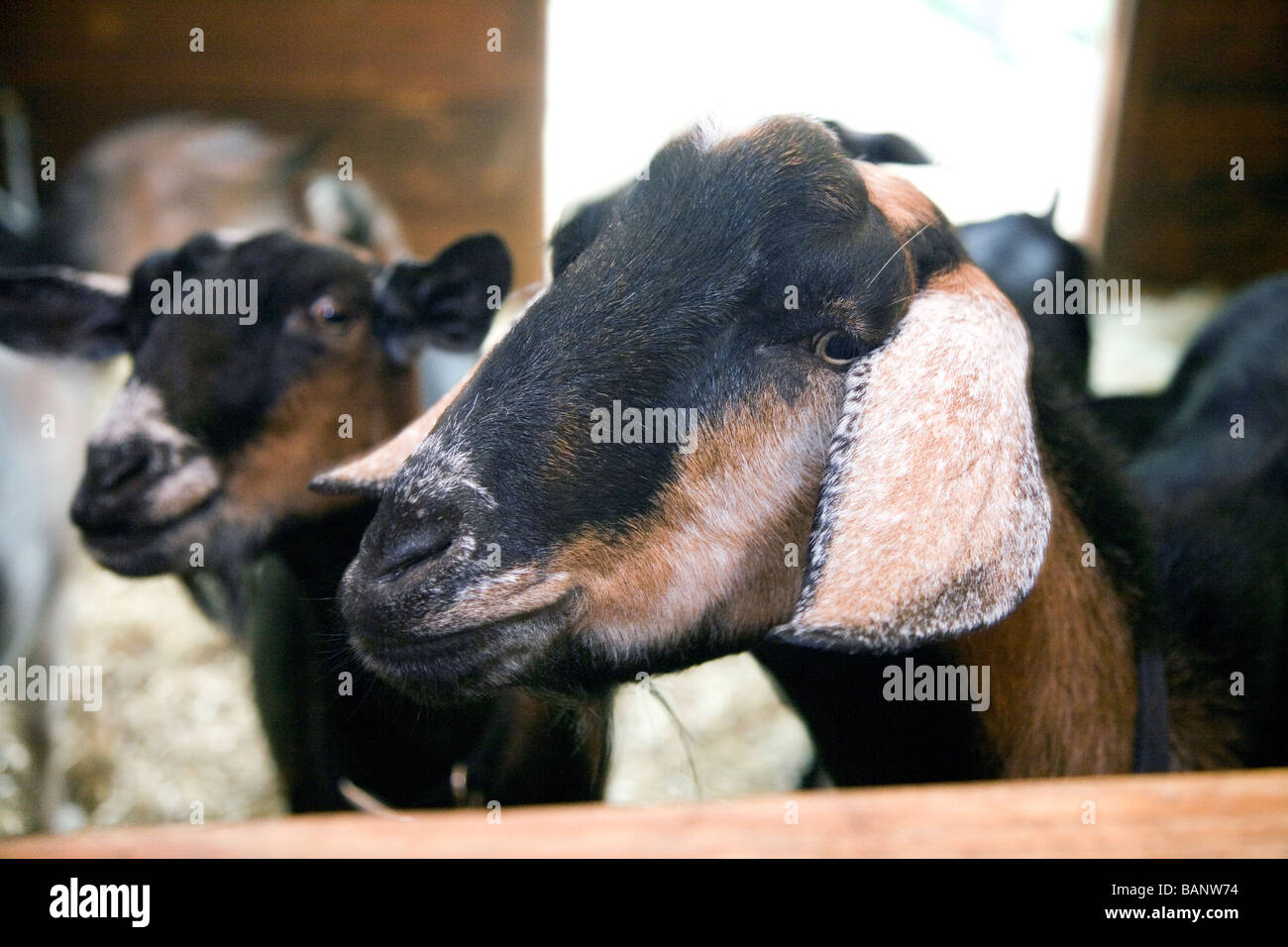 Fotos von Nubian Ziegen. Stockfoto