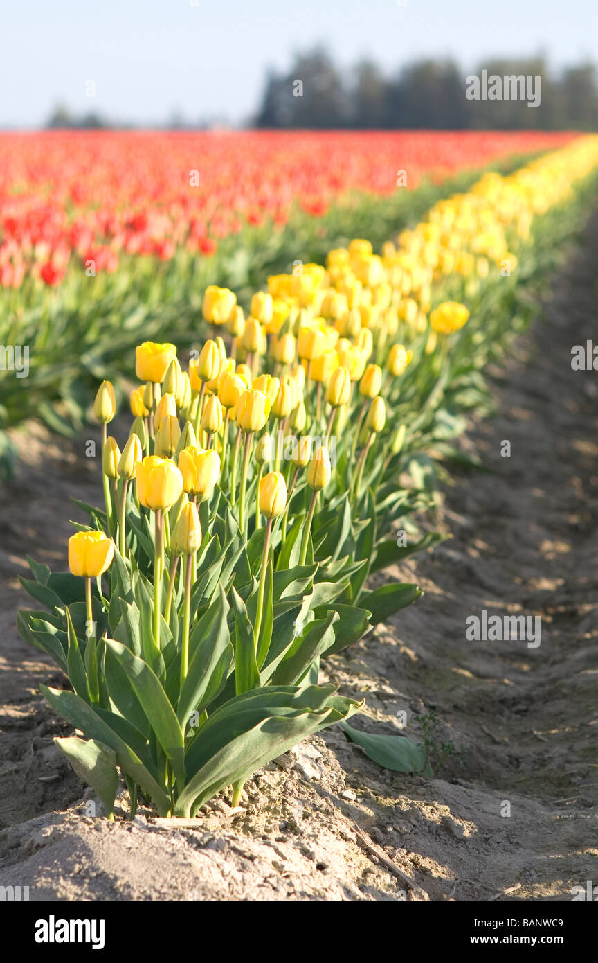 Tulip Felder Skagit Valley Conway Washington Stockfoto