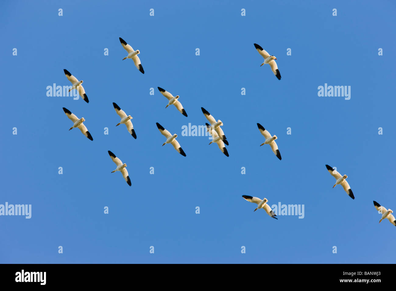 Wandernde Schneegänsen fliegen im blauen Himmel über der Skagit Valley, WA, USA. Stockfoto