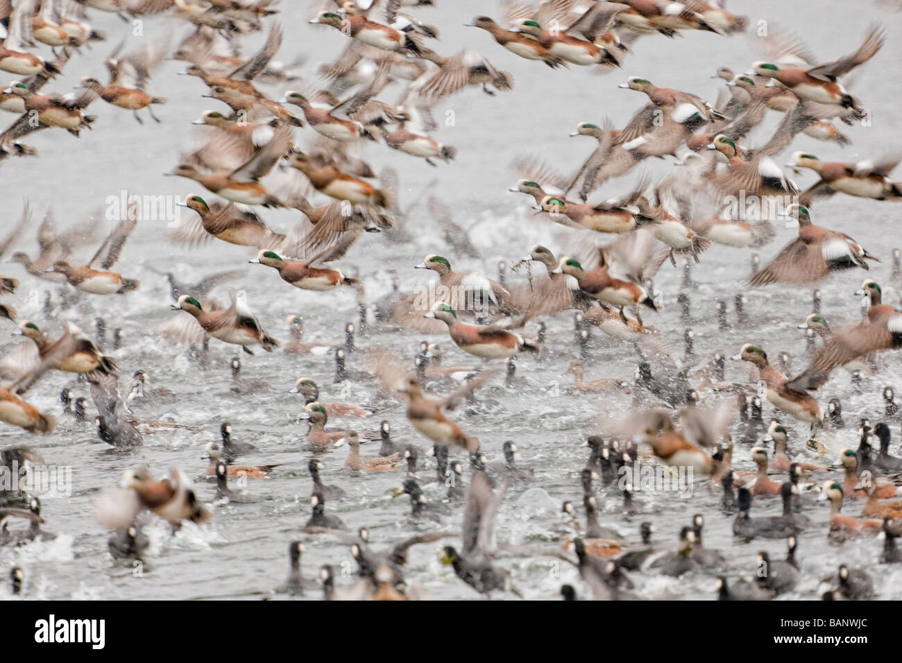 Vögel im Flug: Herde von amerikanischen Pfeifenten mit Blässhühner und andere Wasservögel auf dem See unten. Stockfoto