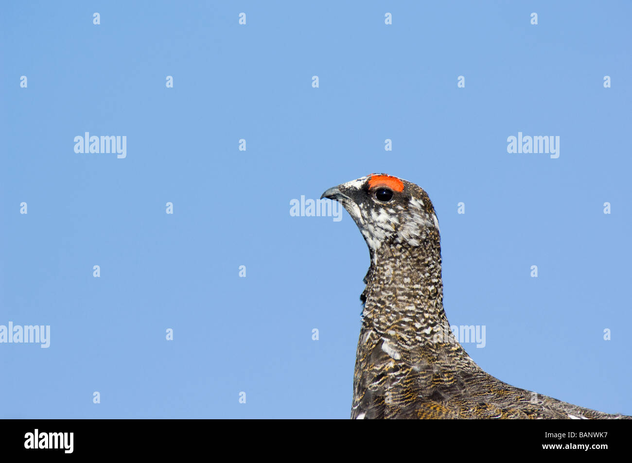 Alpenschneehuhn, Lagopus Mutus, männliche im Frühjahr in den Cairngorms. Stockfoto