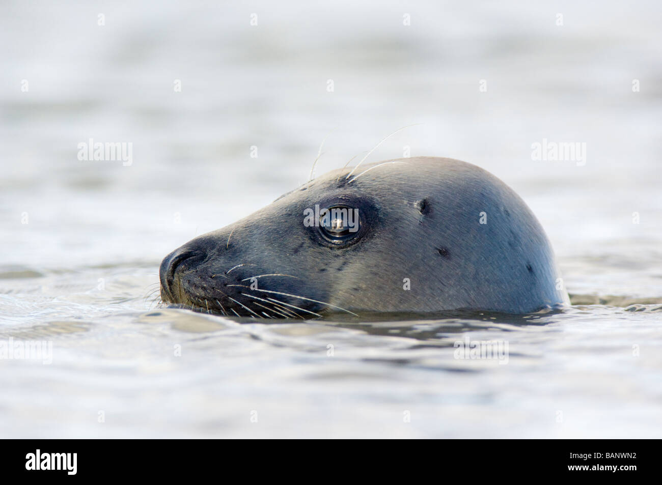 Seehunde, Phoca Vitulina, Schwimmen in der Ythan Mündung in der Nähe von Aberdeen. Stockfoto