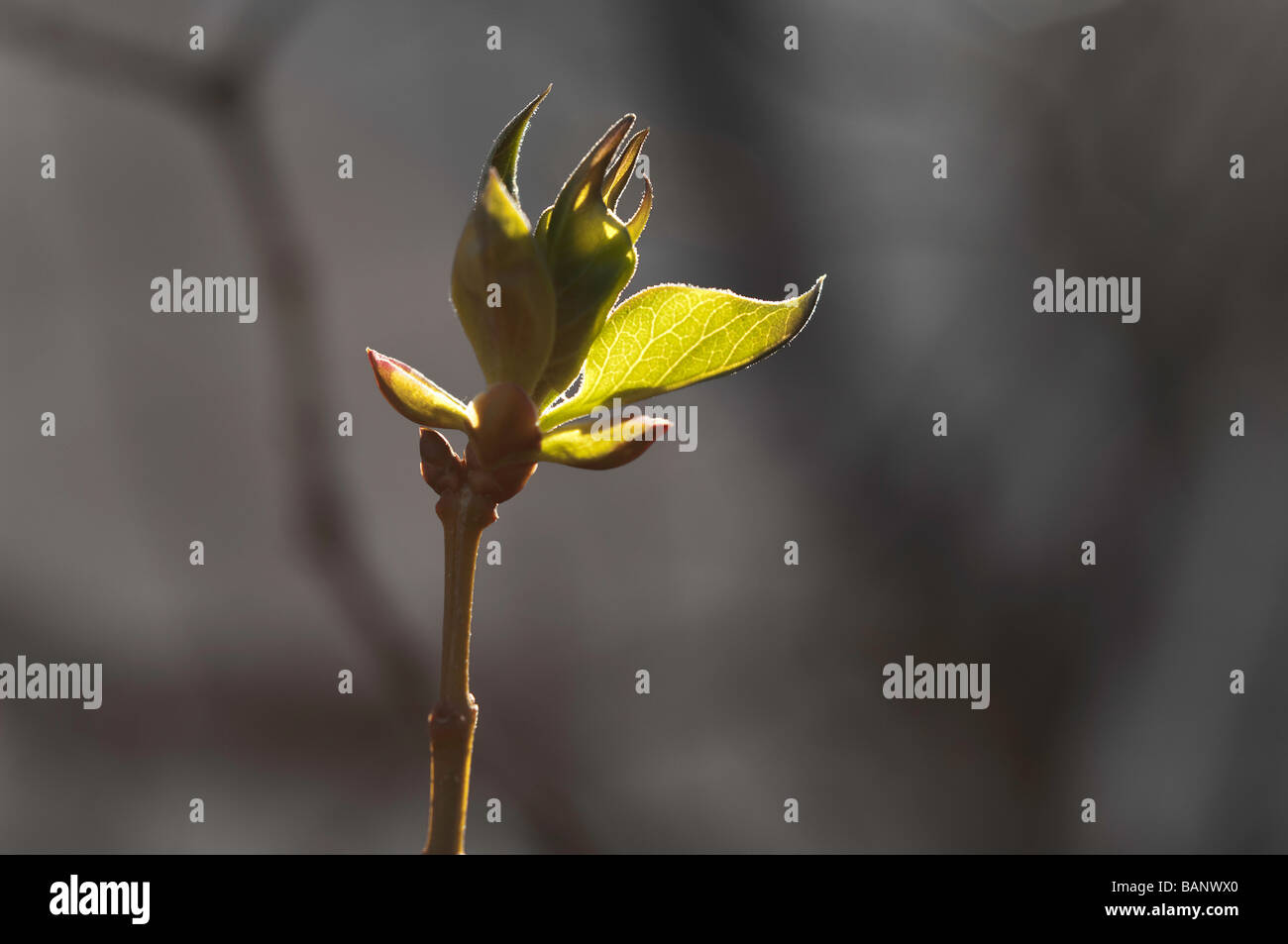 Angehende Blätter von Flieder (Syringa) Strauch im Frühjahr Stockfoto