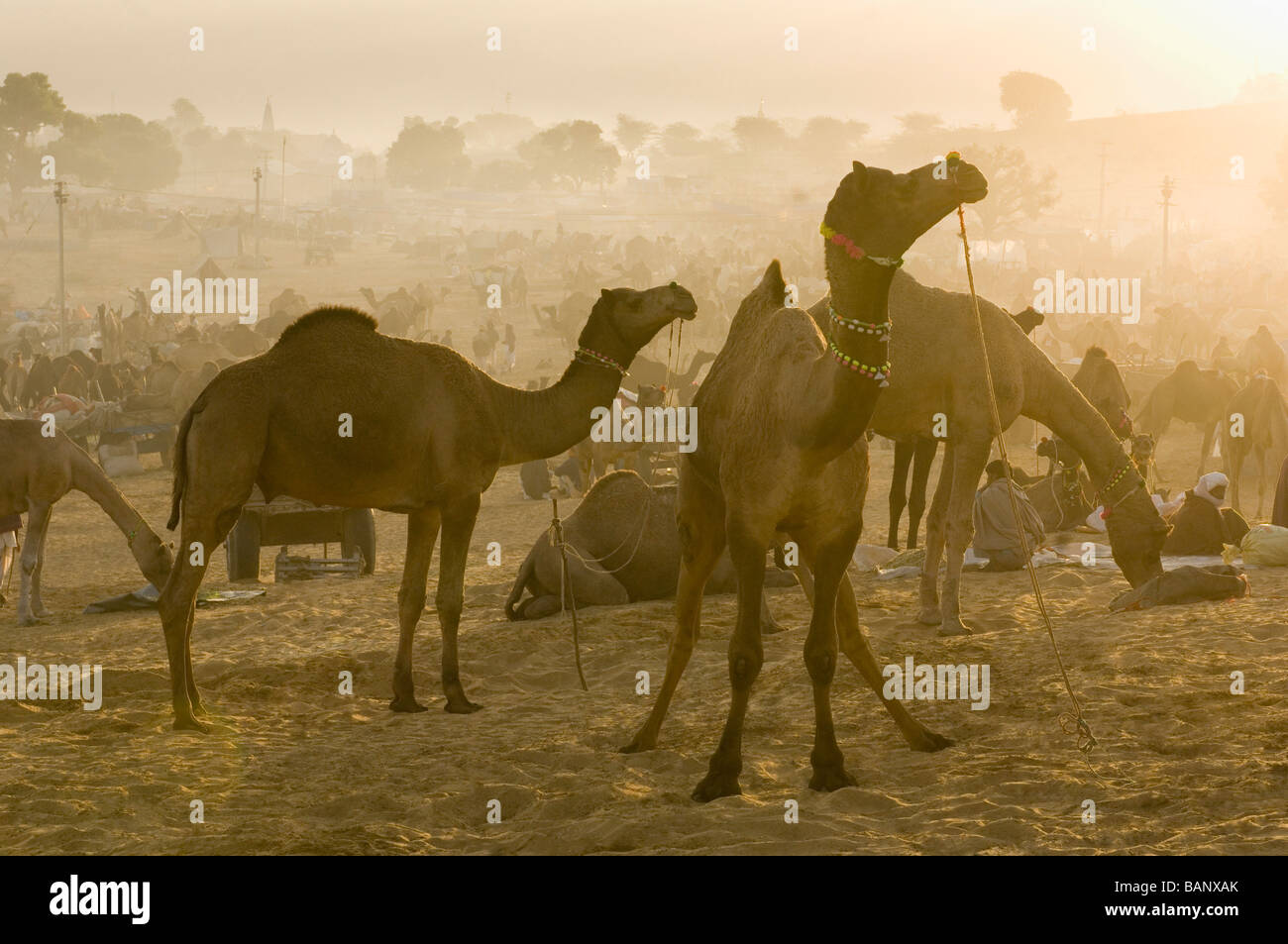 Herde von Kamelen in einer fairen, Pushkar Camel Fair, Pushkar, Rajasthan, Indien Stockfoto