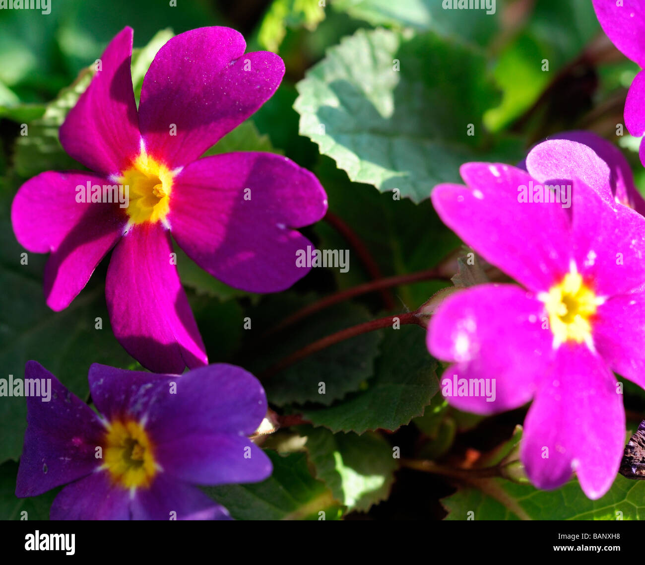 Primula Wanda Juliana (Pruhonicensis) Hybrid Primel lila Blüten mit gelbem Auge Zentrum grünes Blattgemüse Blatt Hintergrund Stockfoto