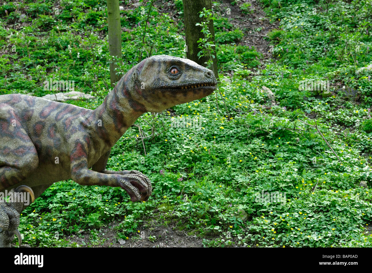 Velociraptor in jurassic Park ZOO Bratislava Seitenansicht ausgeführt Stockfoto