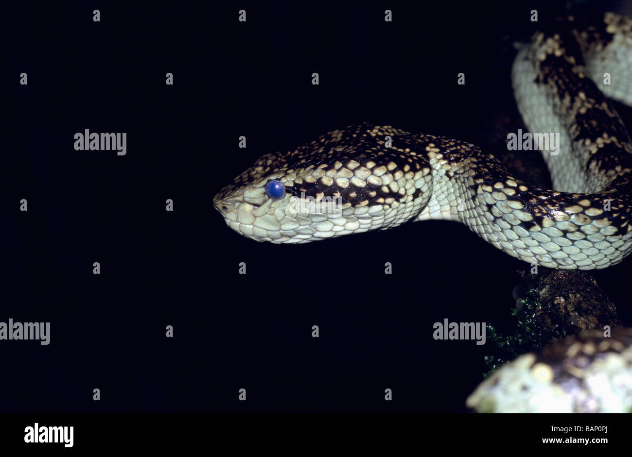 MALABAR GRUBENOTTER Trimeresurus Malabaricus giftige Amboli, Maharashtra, Indien. Stockfoto