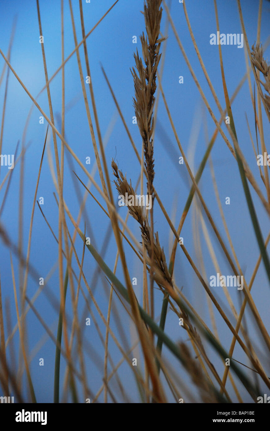 Gräser gegen klaren blauen Himmel am Strand Stockfoto