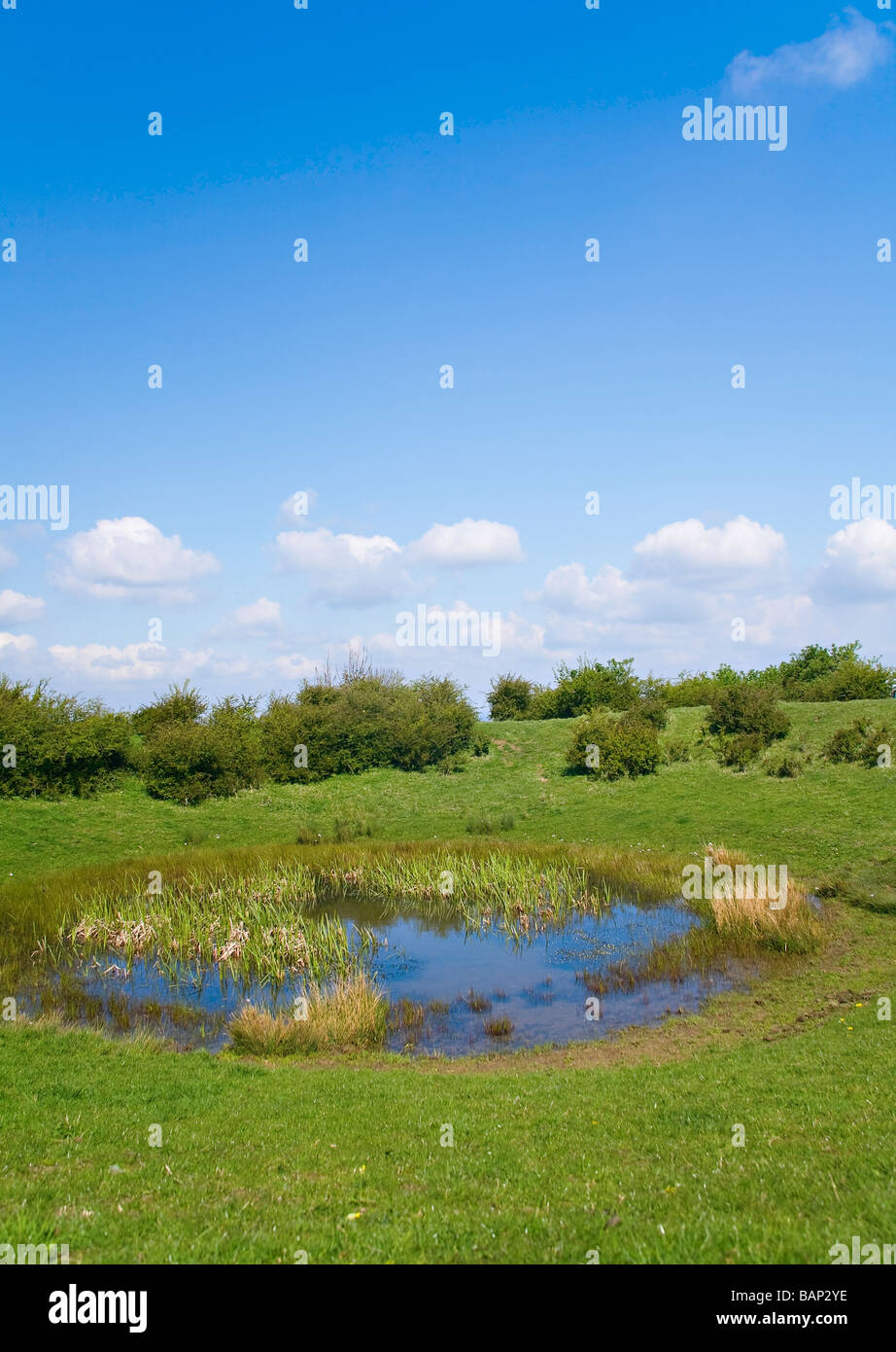 Dewpond in der Nähe von Chanctonbury, West Sussex, UK Stockfoto