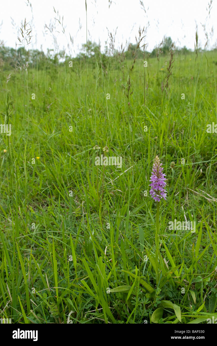DACTYLORHIZA FUCHSII; GEMEINSAMEN ENTDECKT ORCHIDEE IN GRÜNLAND Stockfoto