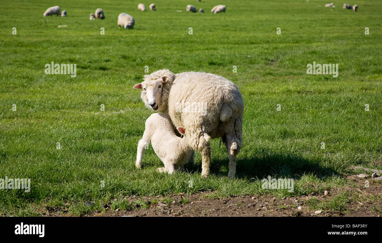 Schaf (Ovis aries) Säugling Milch von ihrer Mutter auf der South Downs, West Sussex, Großbritannien Stockfoto