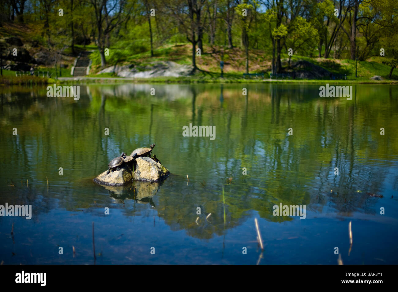 Stadtpark-Teich mit Schildkröten Aufwärmen auf den Felsen Stockfoto