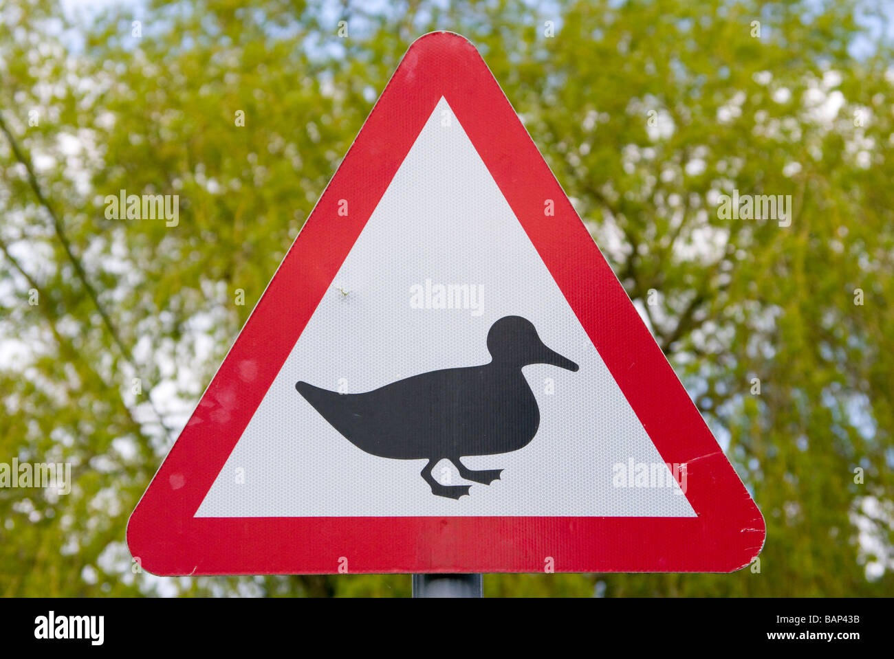 Achtung Enten Kreuzung Uk Road Traffic Sign Zeichen Straßenschilder Stockfoto