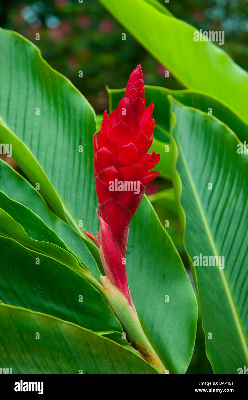 Eine rote Ingwerpflanze blühen in den Wäldern von Costa Rica Mittelamerika Stockfoto