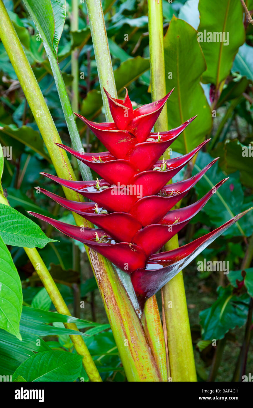 Ein leuchtend roter Speer der Gattung Heliconia in Dichter Vegetation in der Nähe von Fortuna, Costa Rica. Stockfoto