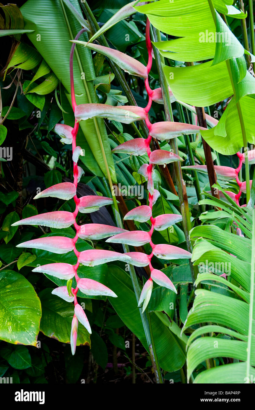 Leichte rosa vielfältige des Behangs Heliconia-Arten in Costa Rica Mittelamerika Stockfoto