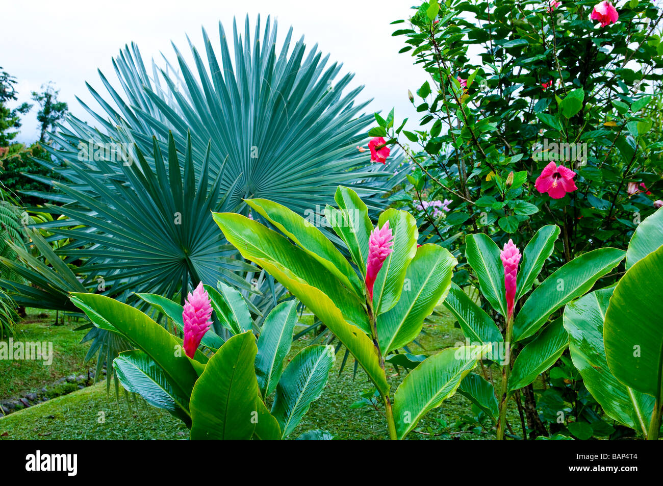 Die rosa Blüten der Pflanze Ingwer in Costa Rica Mittelamerika Stockfoto