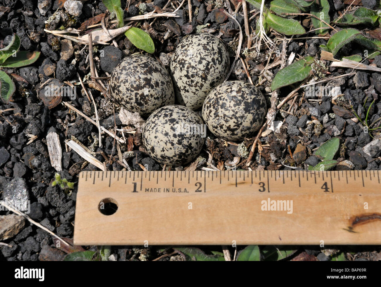 Killdeer nest mit 4 Eiern. Stockfoto