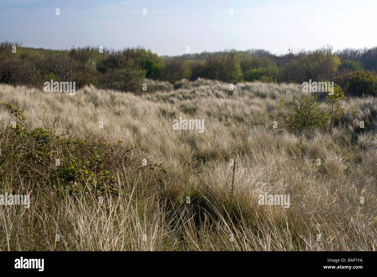 Sanddünen und Gestrüpp auf der Sefton Küste Lancashire Stockfoto