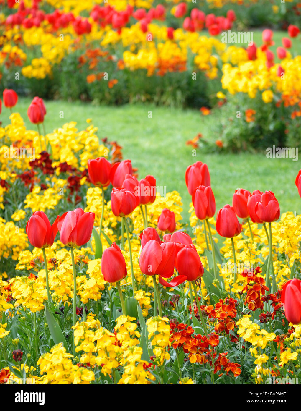 Tulpen in Amsterdam im Frühling (Keukenhof 2011) Stockfoto