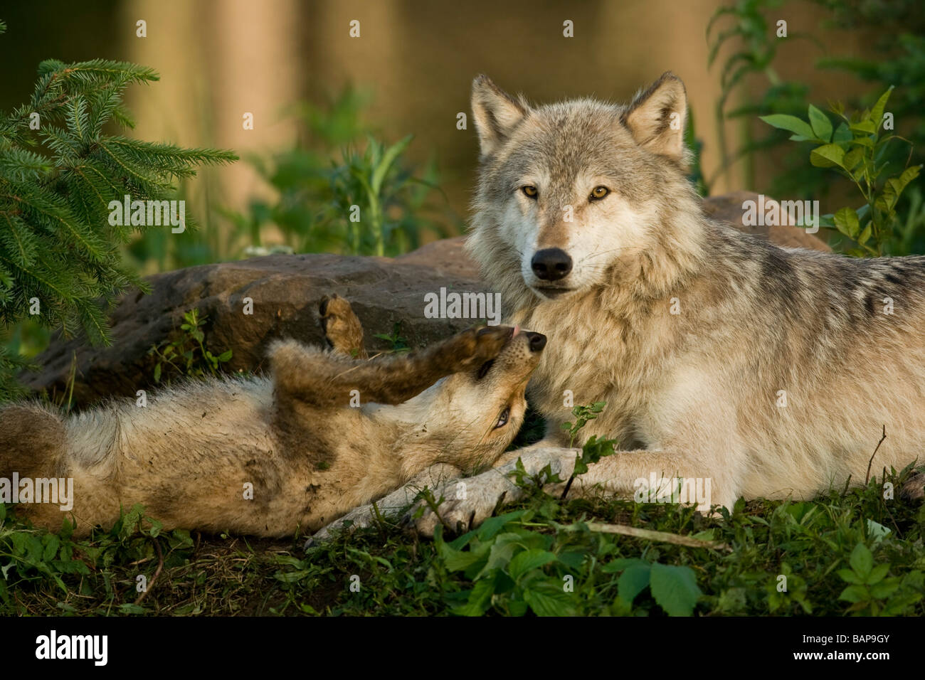 Grauer Wolf (Canis Lupus) mit Welpen Stockfoto