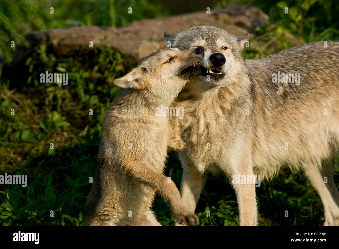 Grauer Wolf (Canis Lupus) mit 8 Wochen alten Welpen Stockfoto