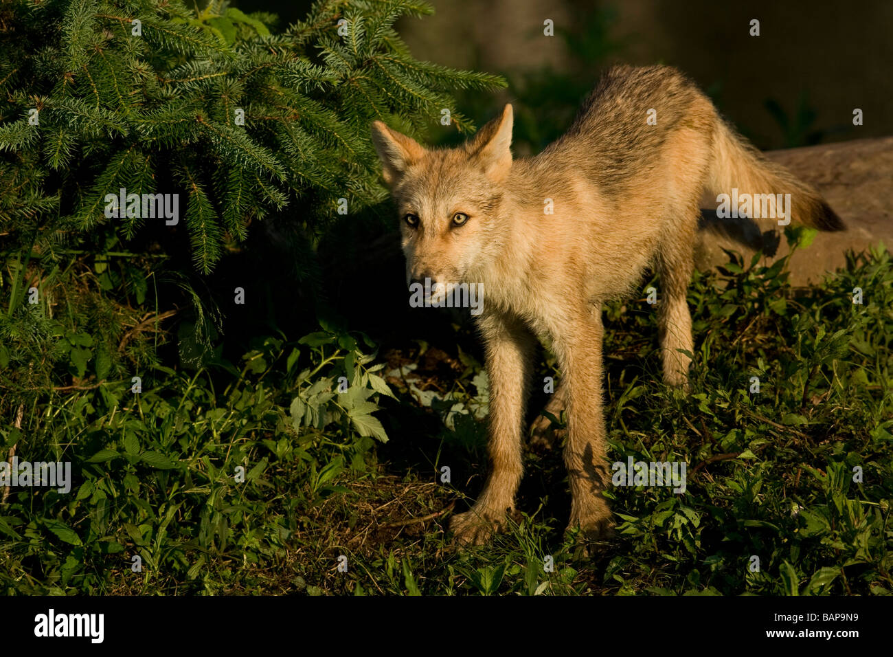 Grauer Wolf (Canis Lupus) Welpen Stockfoto