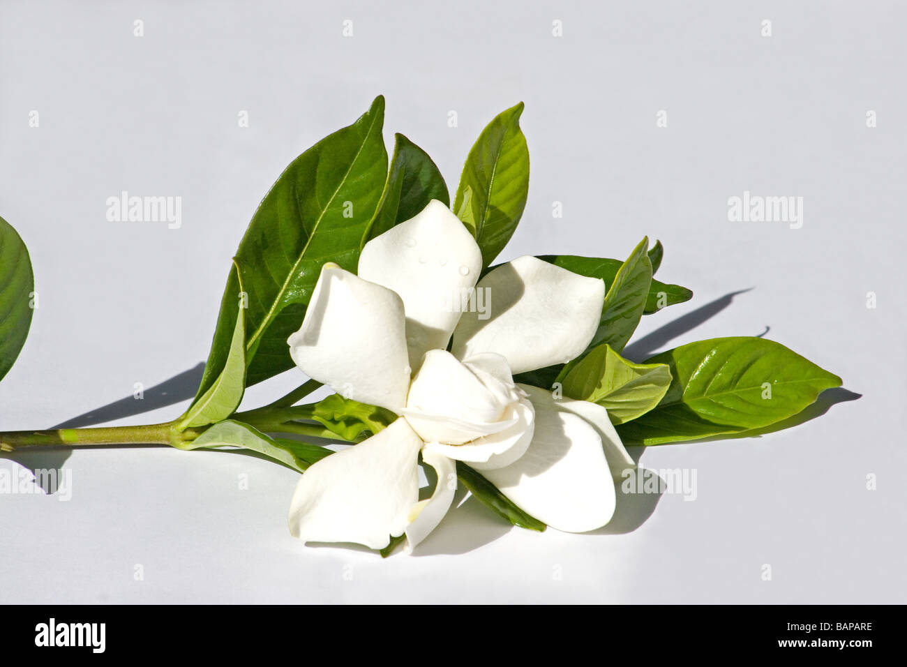 Gardenia Jasminoides auf weißem Hintergrund Stockfoto