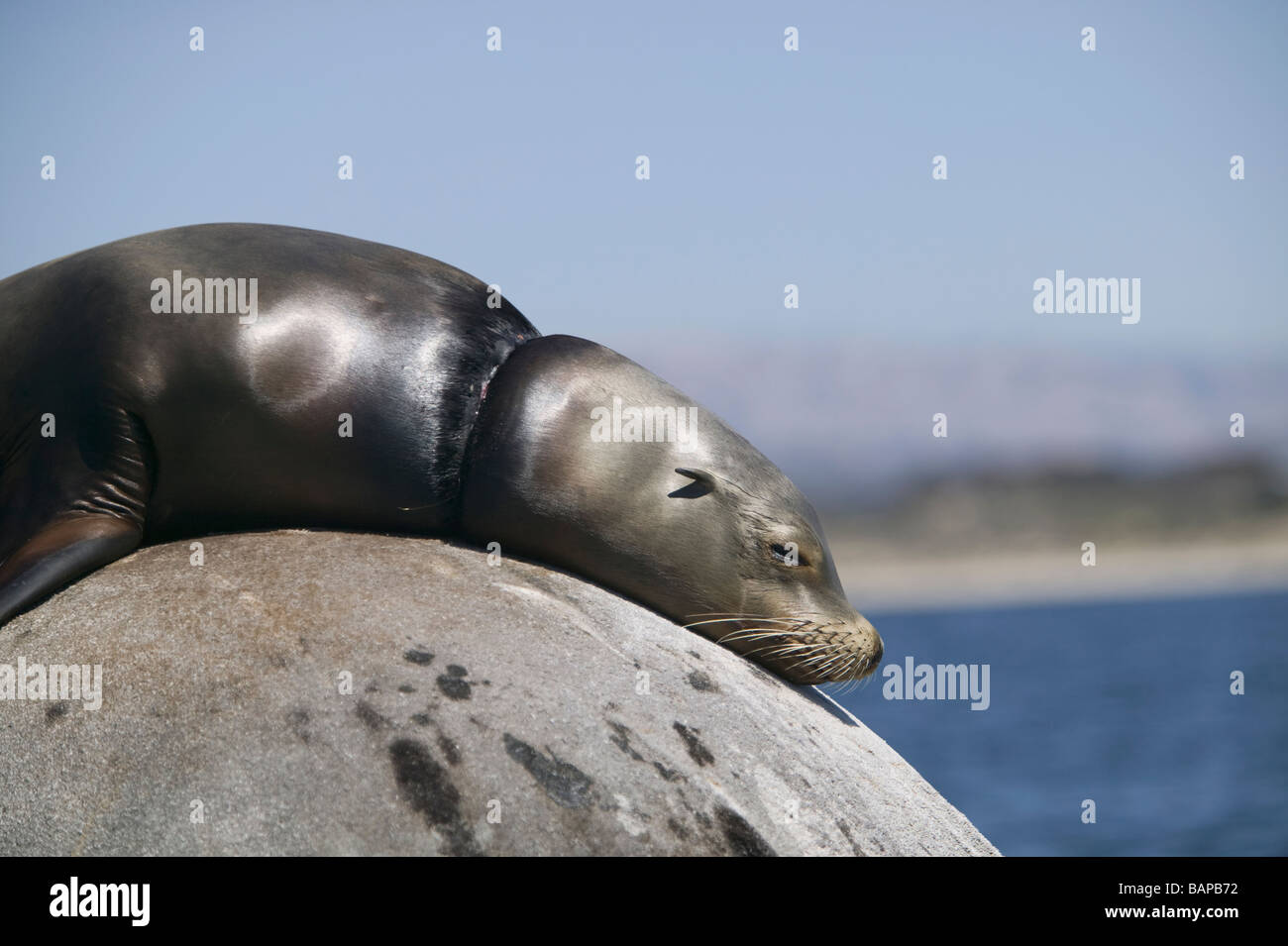 Seelöwe mit einem Stück Seil eingelegt um den Hals. Monterey Bay, Kalifornien Stockfoto