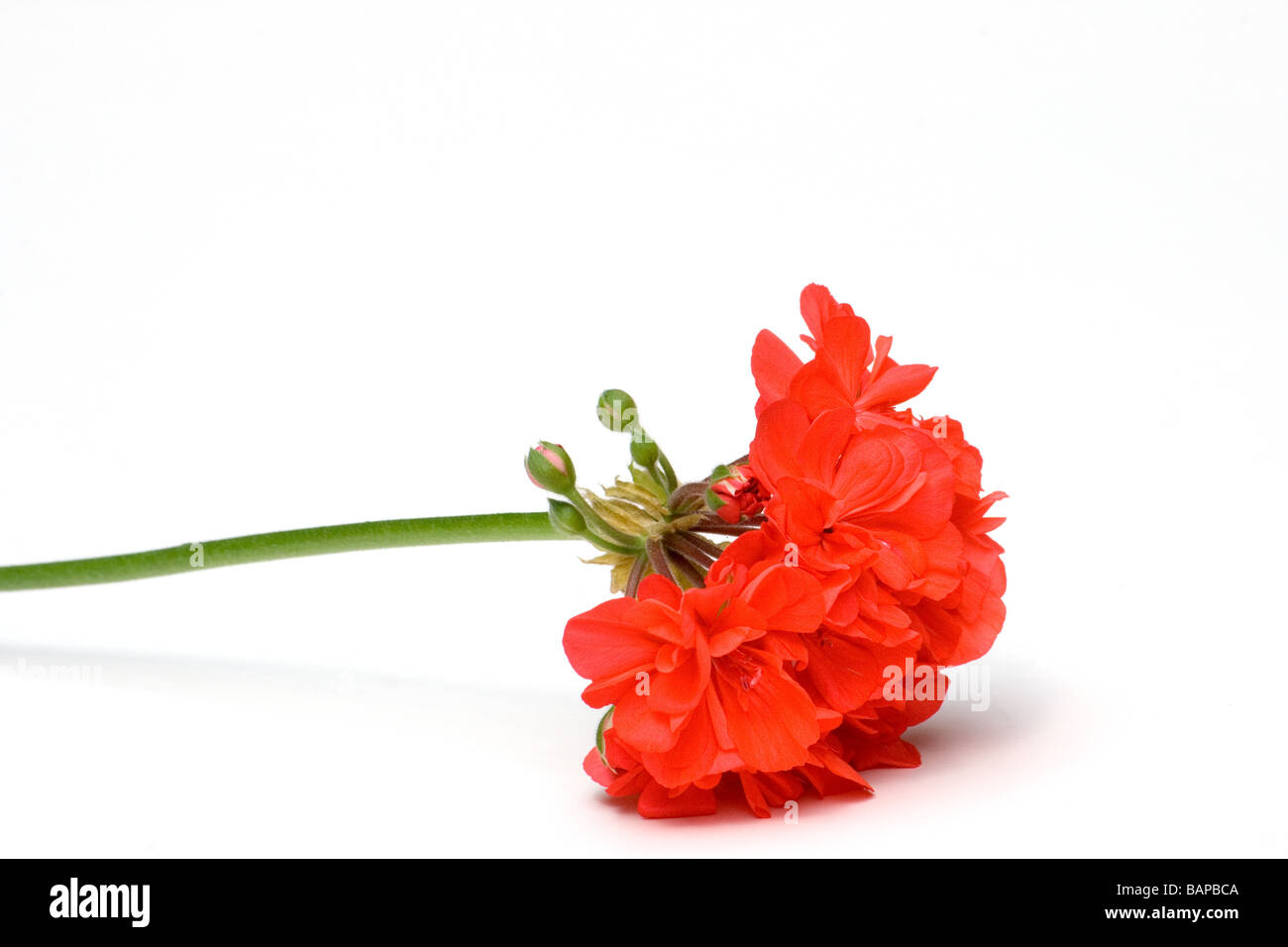 Nahaufnahme von roten Geranien Stockfoto