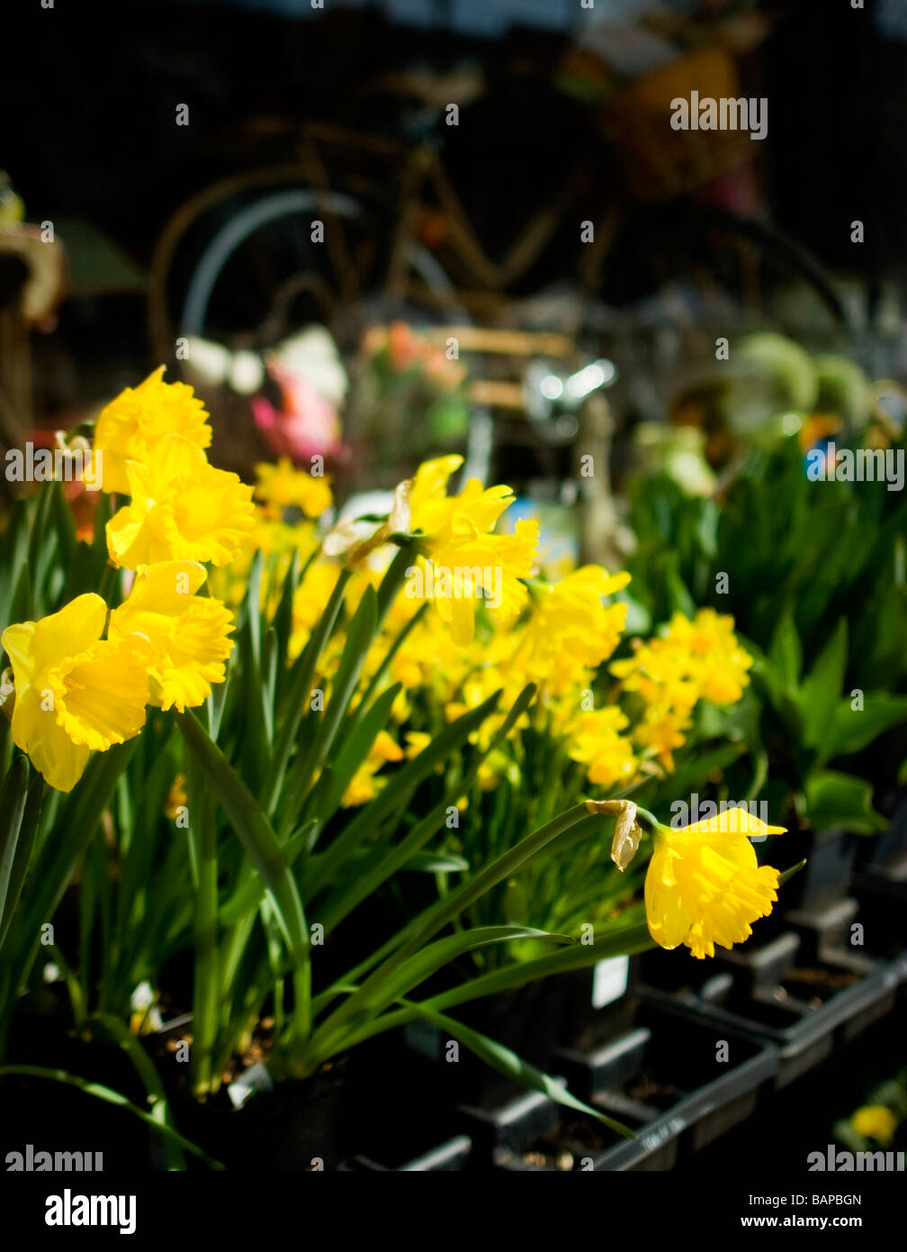 FrühlingNarzissen und Blumen im Garten Shop schönes