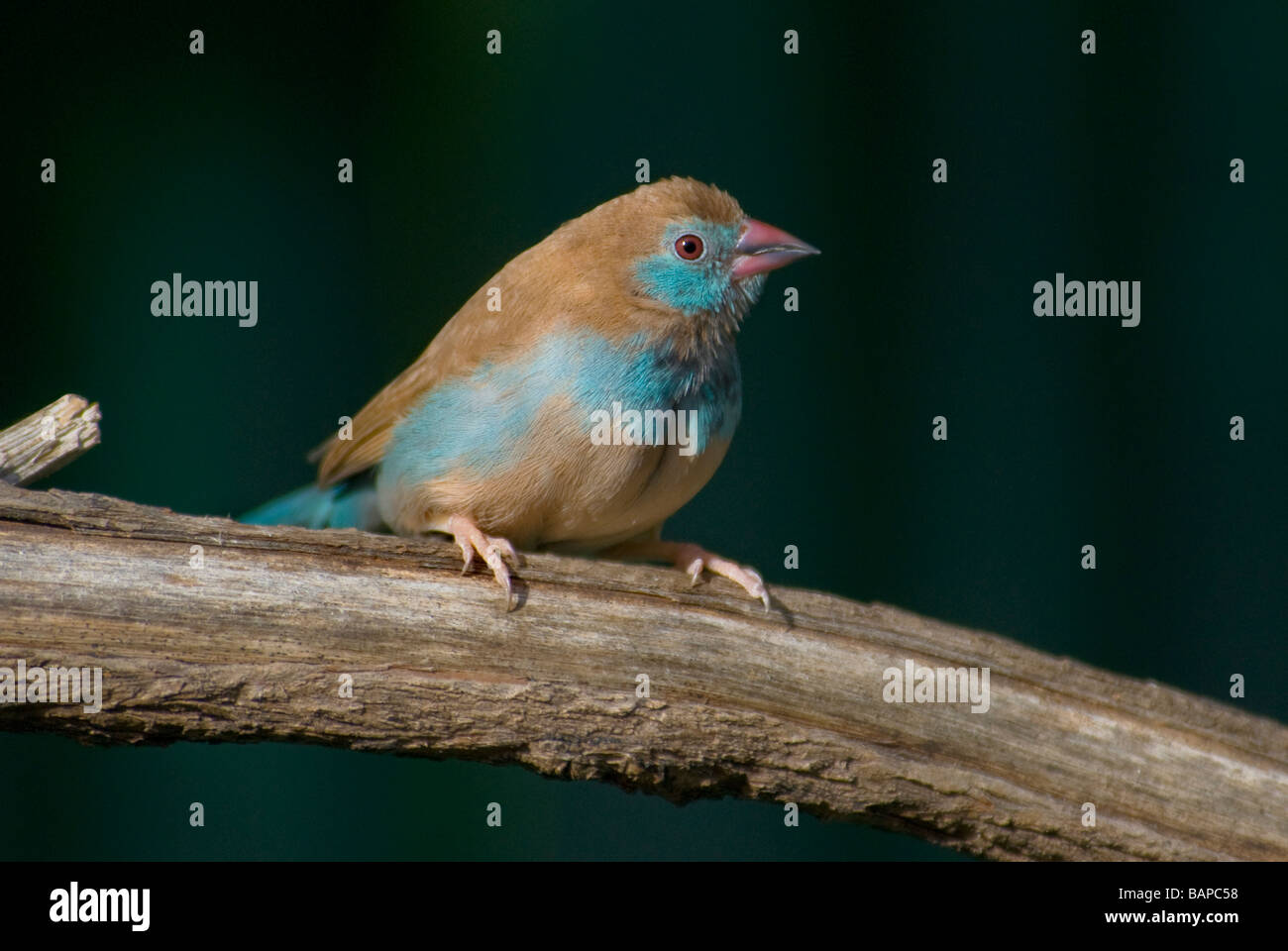 Rotes-cheeked Cordon-Bleu Finch "Uraeginthus Bengalus" Stockfoto
