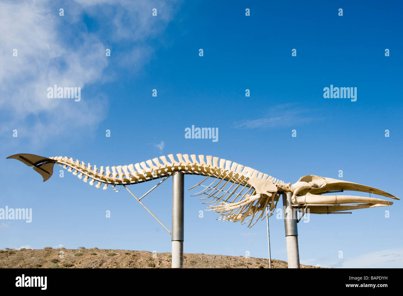 Wal Knochen Knochen Skelett großen Säugetiere Wale jagen Stockfoto