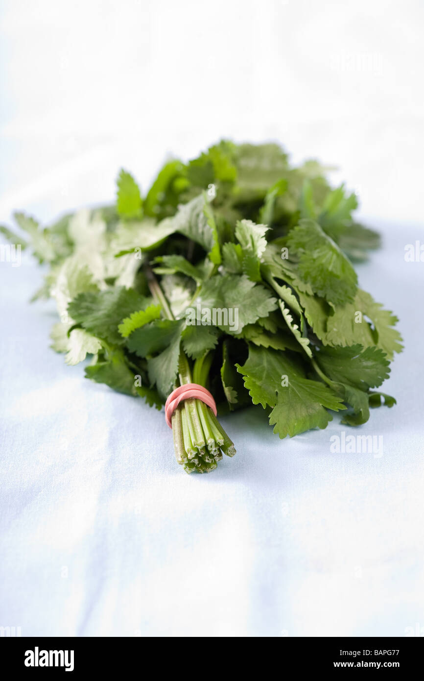 Bund Koriander Blätter zusammen Stockfoto