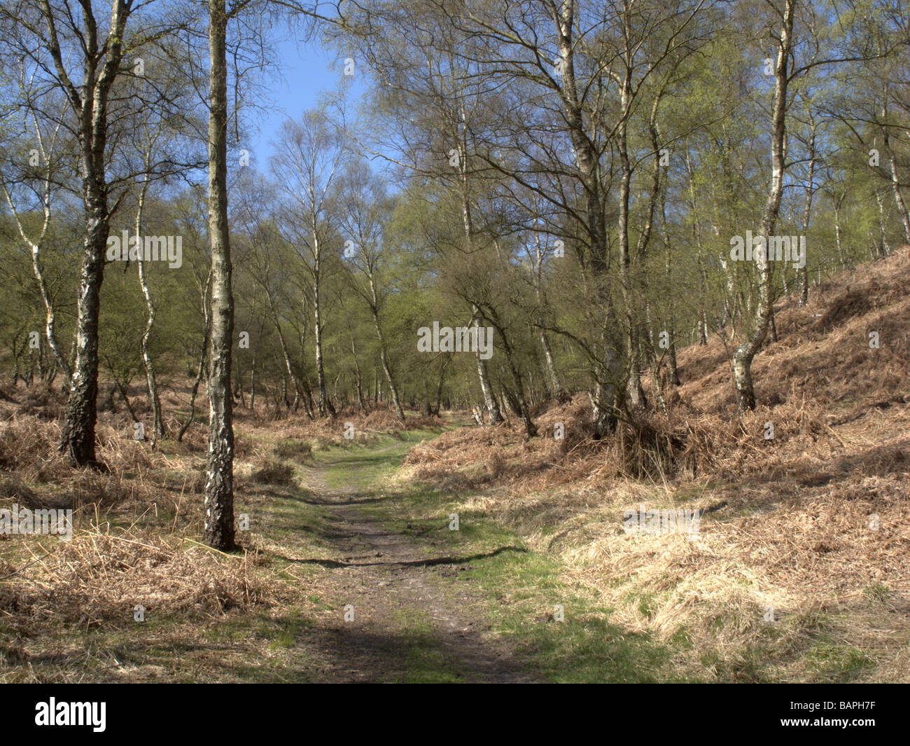 Sherbourne Tal Cannock Chase Staffordshire Stockfoto