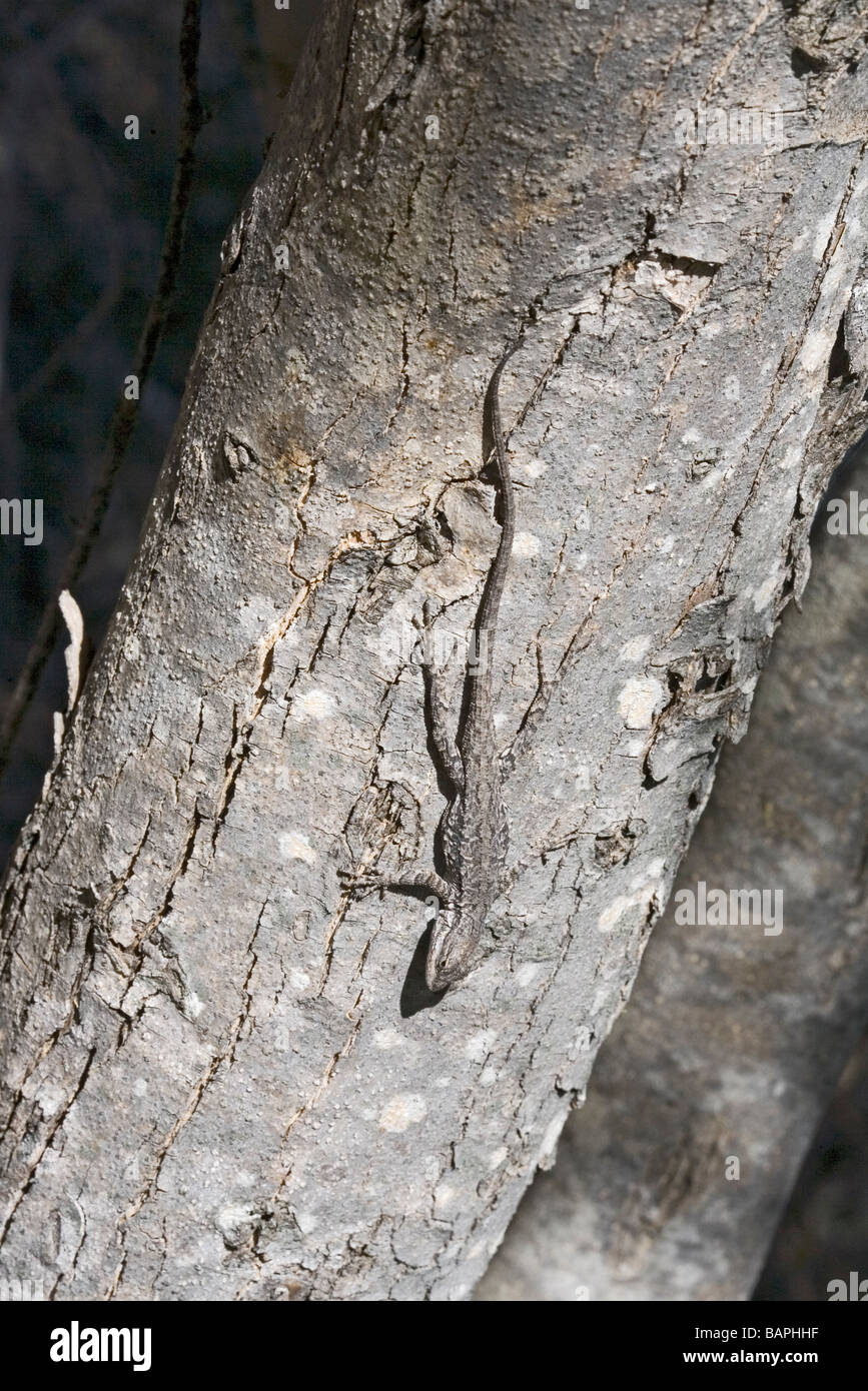Östlichen Baum Eidechse ist bequem Kopf nach unten auf einem Baumstamm festhalten. Stockfoto
