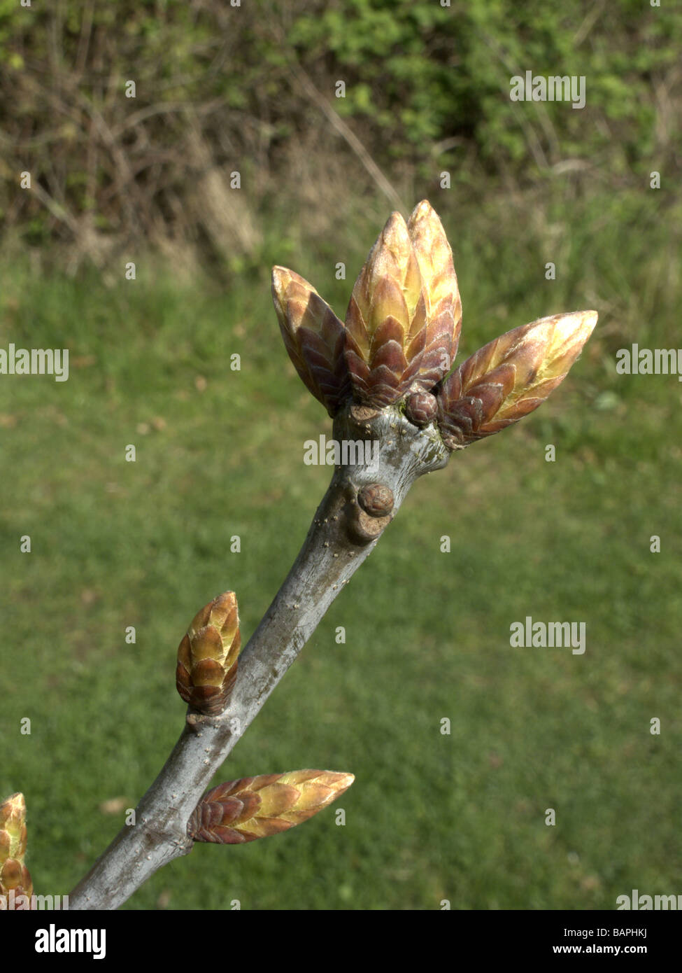Rosskastanie Aesculus Hippocastanum Knospen Midlands Frühling Stockfoto