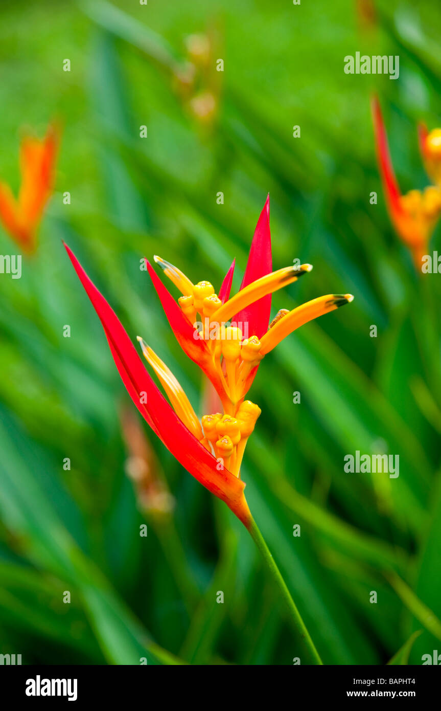 Orange Heliconia Arten Blumen in Costa Rica Mittelamerika Stockfoto