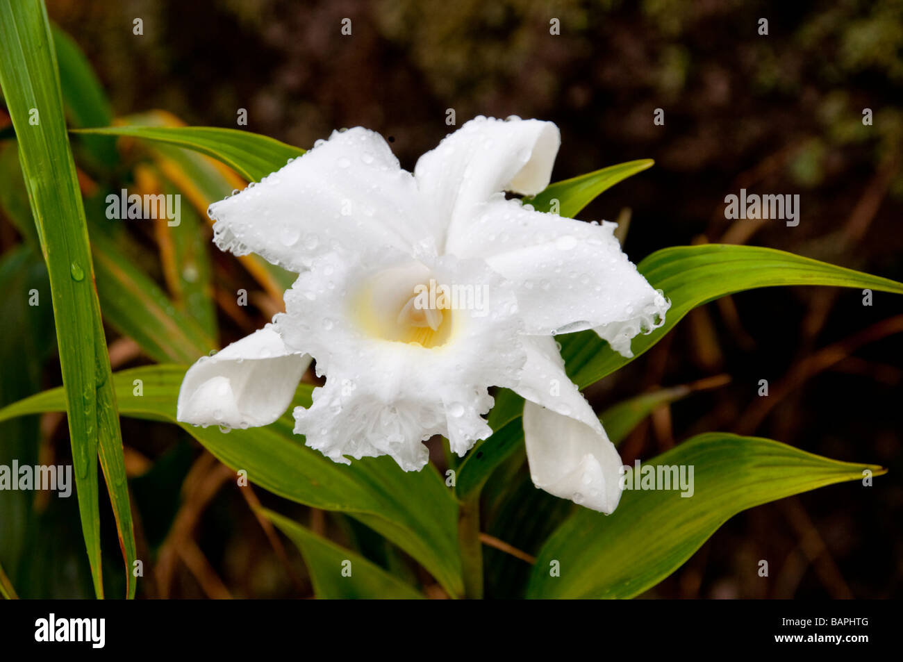 Eine weiße wilde Orchidee wachsen auf den Hängen des Vulkans Arenal in Costa Rica Mittelamerika Stockfoto