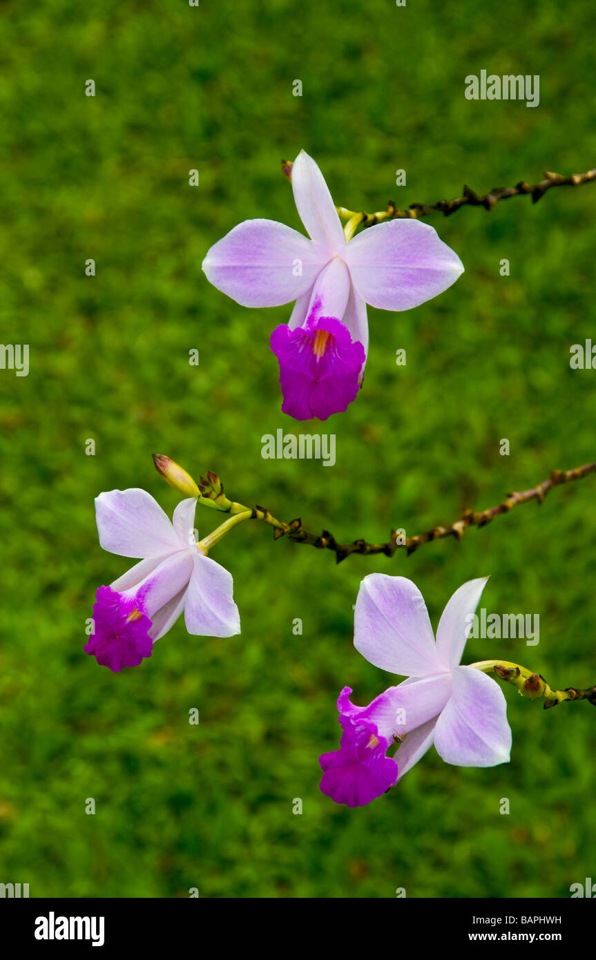 Drei Lavendel farbige Orchideen in Fortuna, Costa Rica. Stockfoto