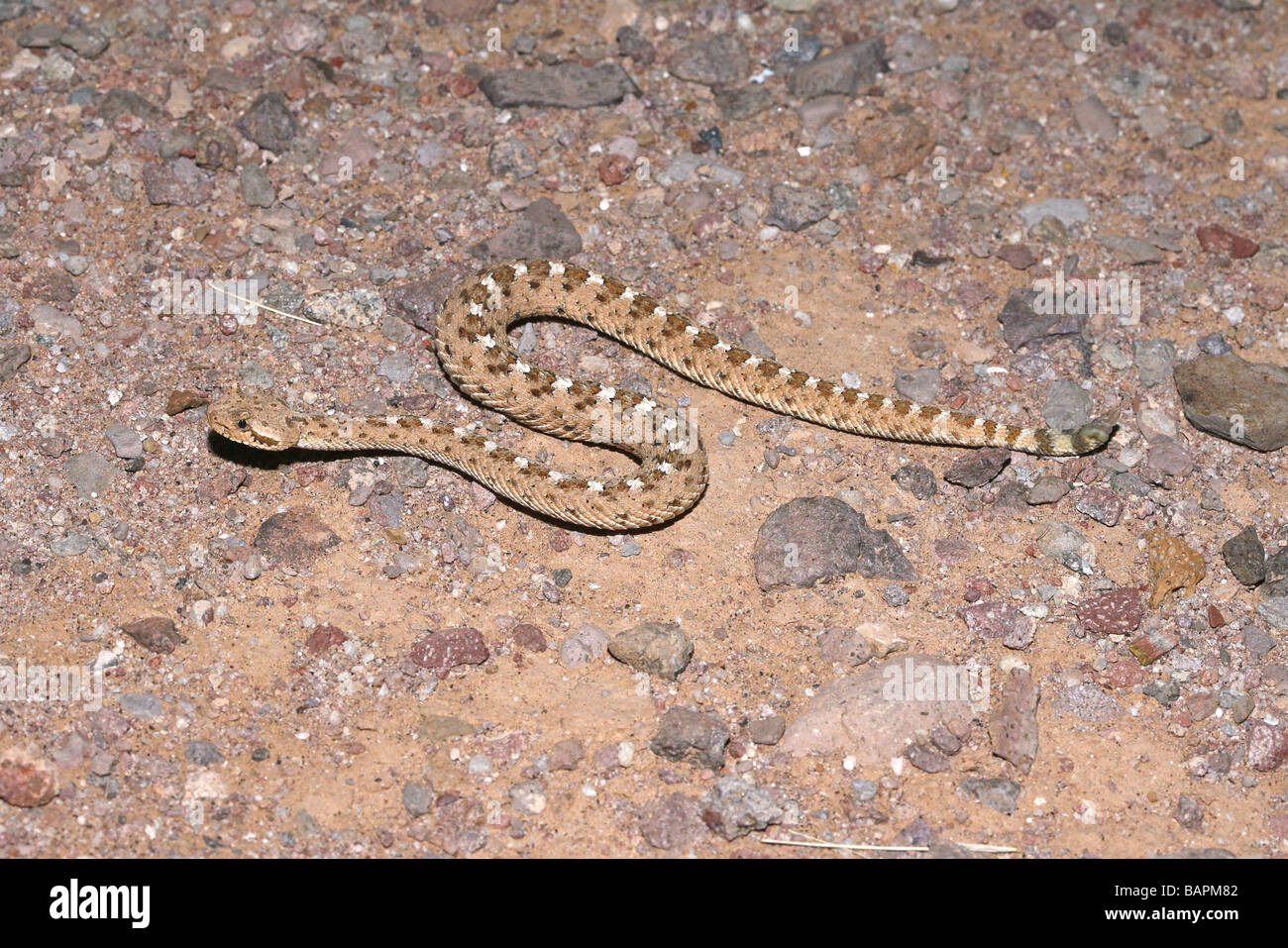 Sidewinder Crotalus Cerastes Cercobombus Pima County Arizona USA 29 April unreifen Viperidae Stockfoto