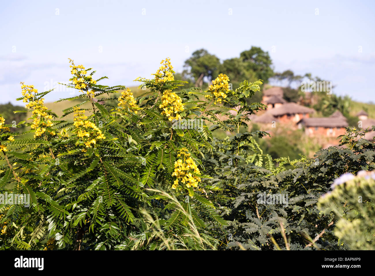 Akazienbäume in Blüte in einem traditionellen Dorf im Bereich von Kirk östlich von Dedza, Malawi, Afrika Stockfoto