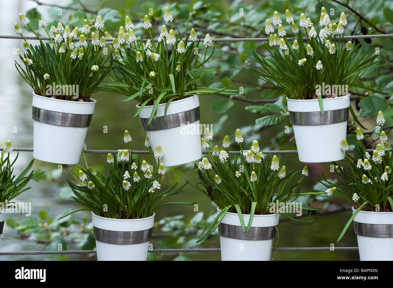 Weiße Trauben Hyazinthe 'Album' Blumen in einem gestalteten Garten am Keukenhof, Amsterdam Stockfoto