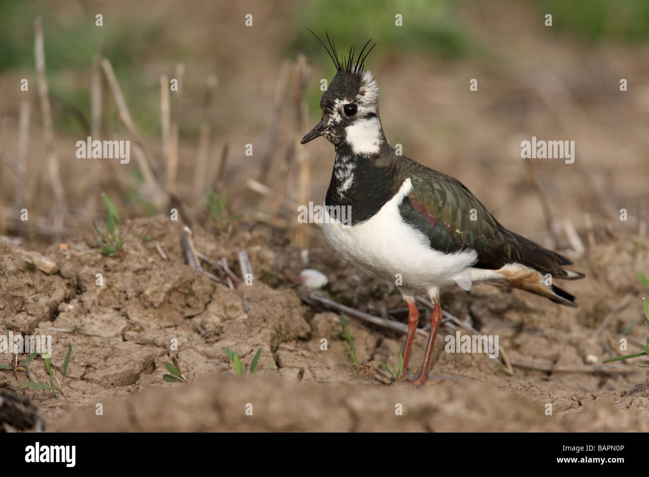 Nördlichen Kiebitz Vanellus Vanellus Frühling weibliche Midlands Stockfoto