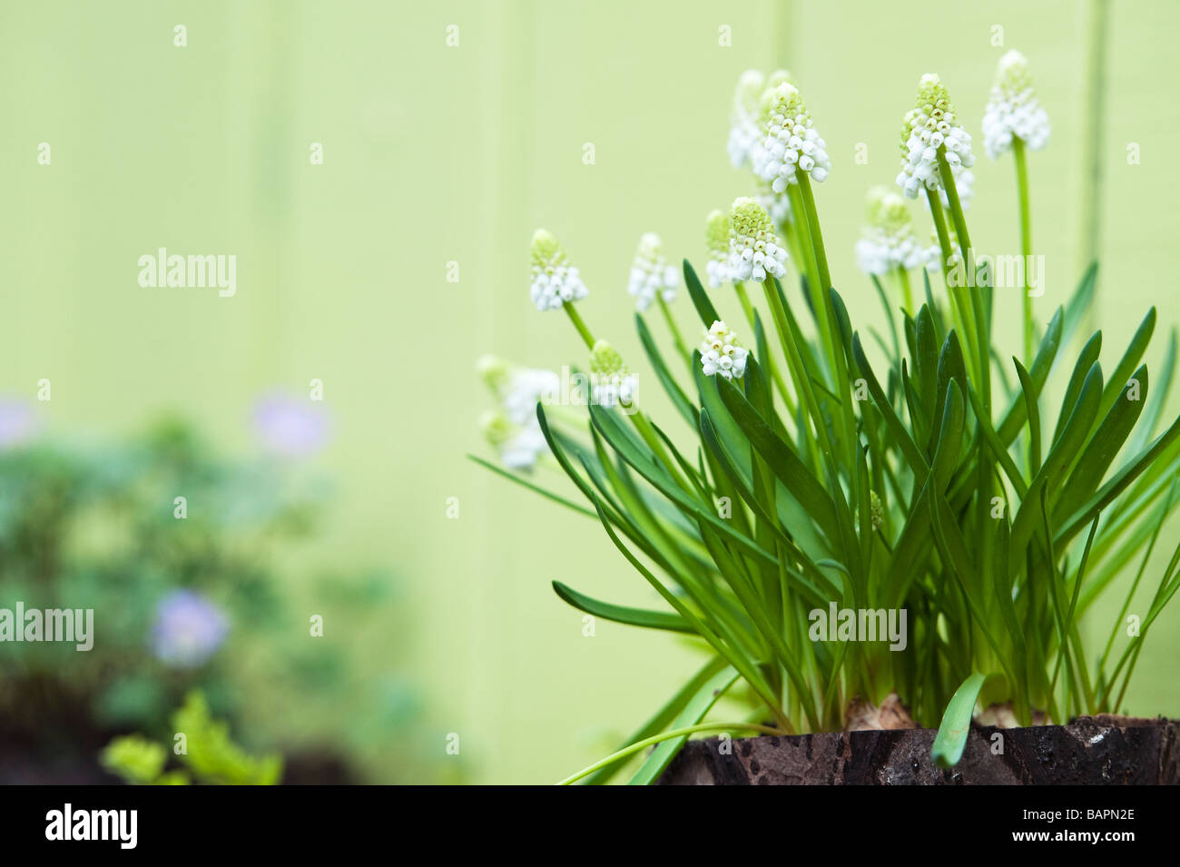 Muscari armericum Album. Weiße Trauben Hyazinthe "Album" Blumen in einem angelegten Garten im Keukenhof, Amsterdam Stockfoto
