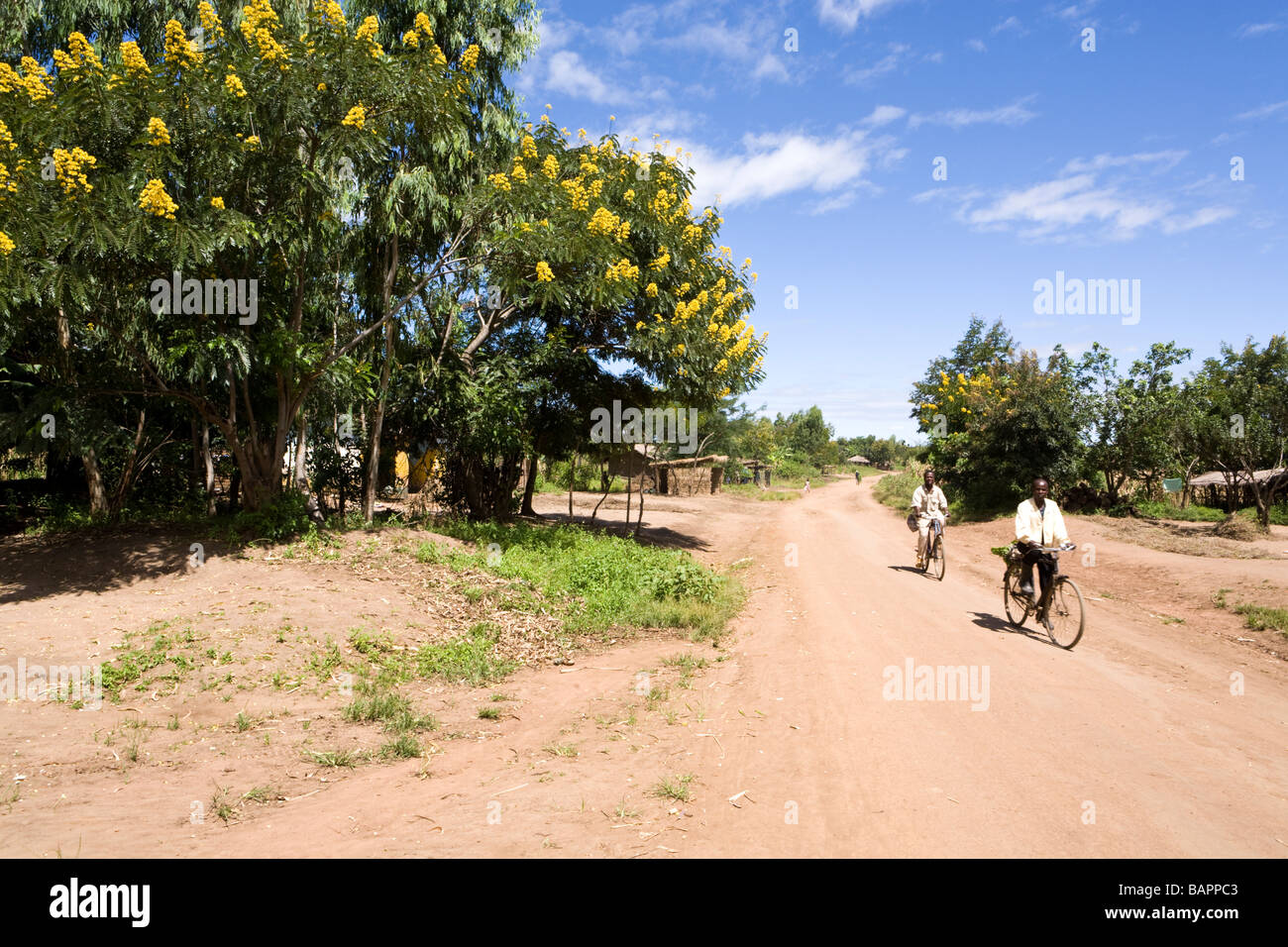 Akazienbäume in Blüte neben der Dirt-Track-Straße durch das Dorf Nyombe, Malawi, Afrika Stockfoto
