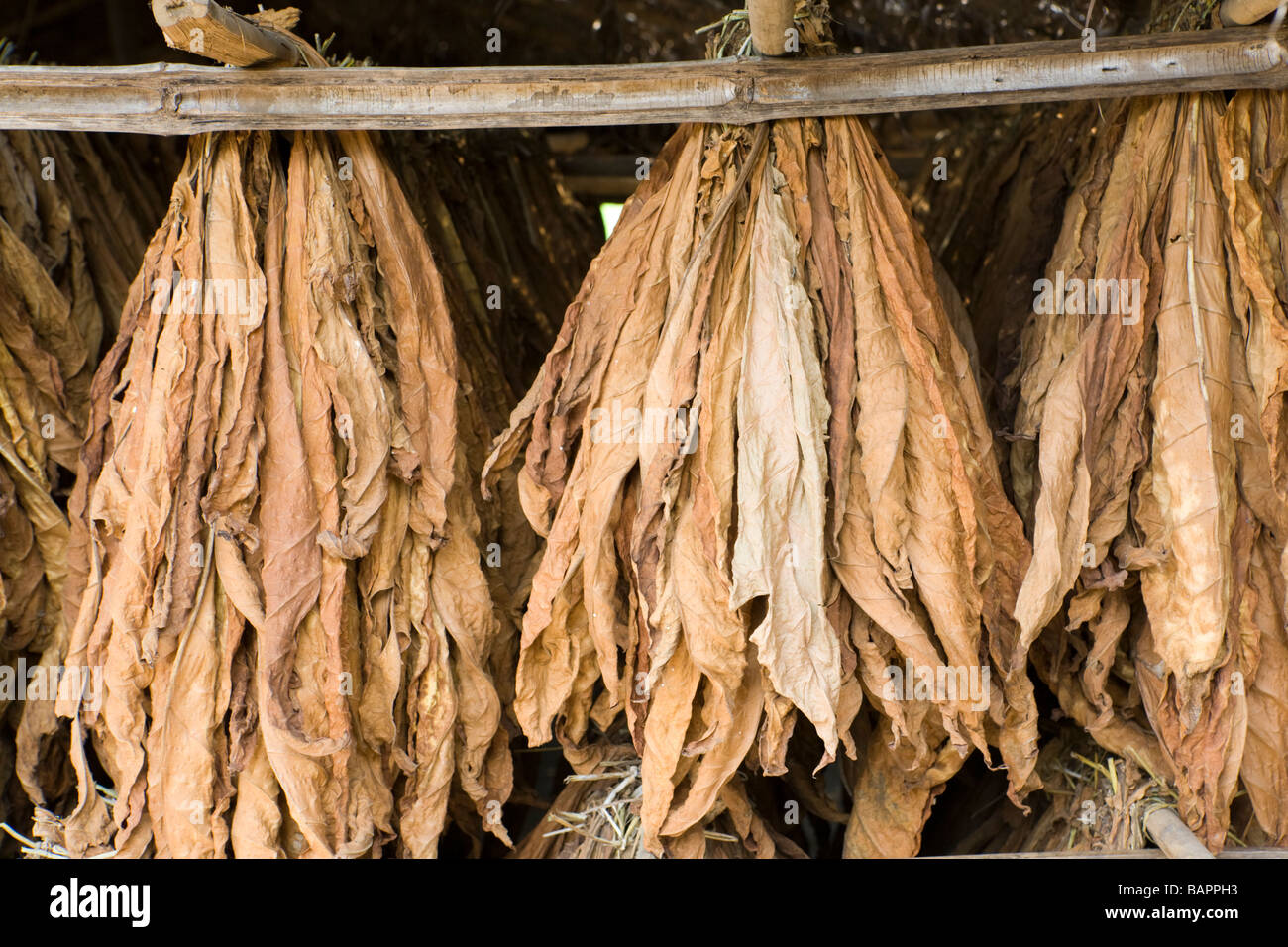 Tabak Trocknung in das Dorf Nyombe, Malawi, Afrika Stockfoto