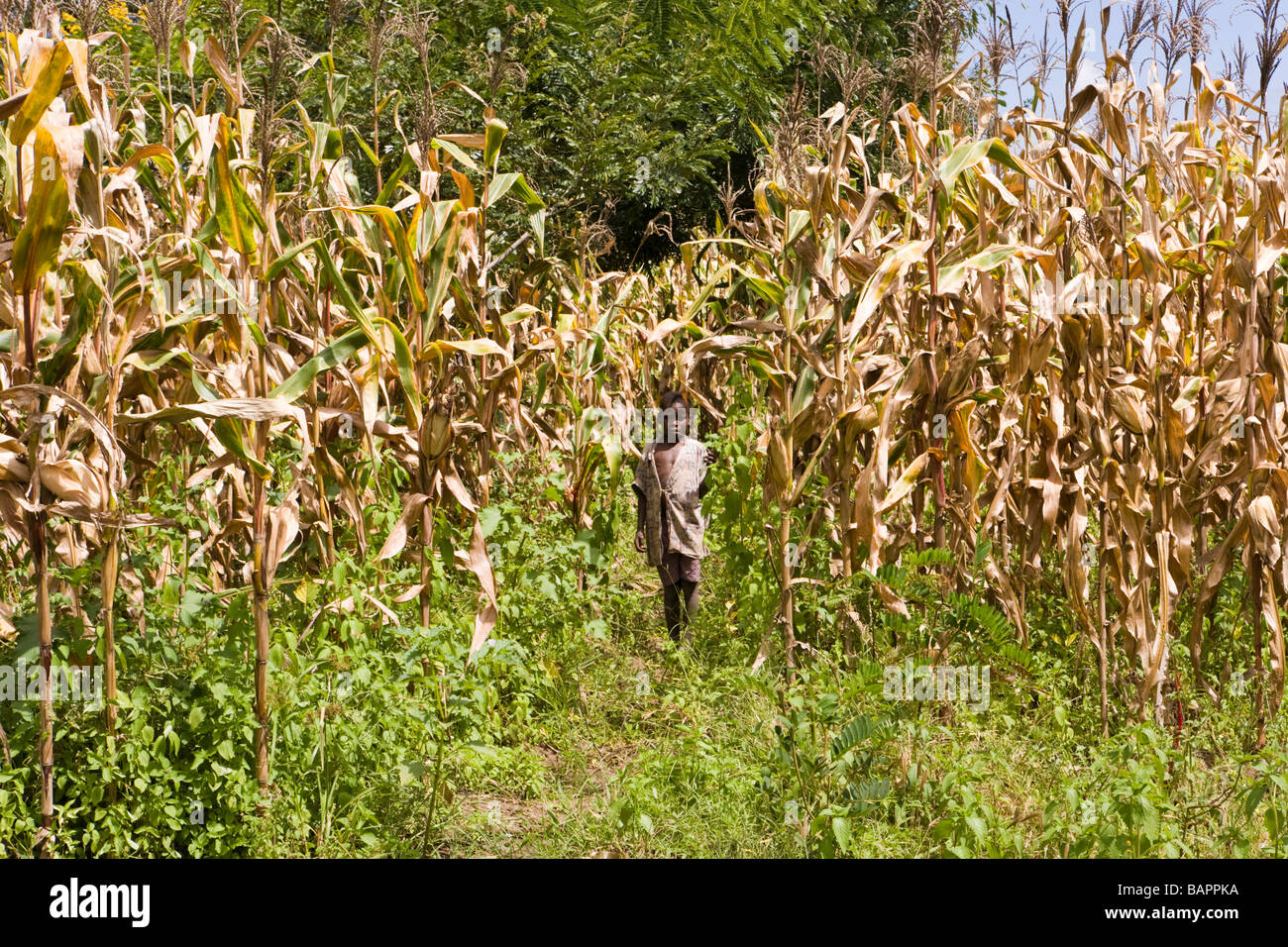 Mais, die Reifung in das Dorf Nyombe, Malawi, Afrika Stockfoto