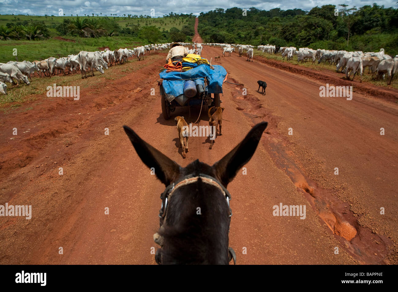Herde von Rindern BR 163 Straße im Süden Para Staat Amazonas Brasilien Stockfoto