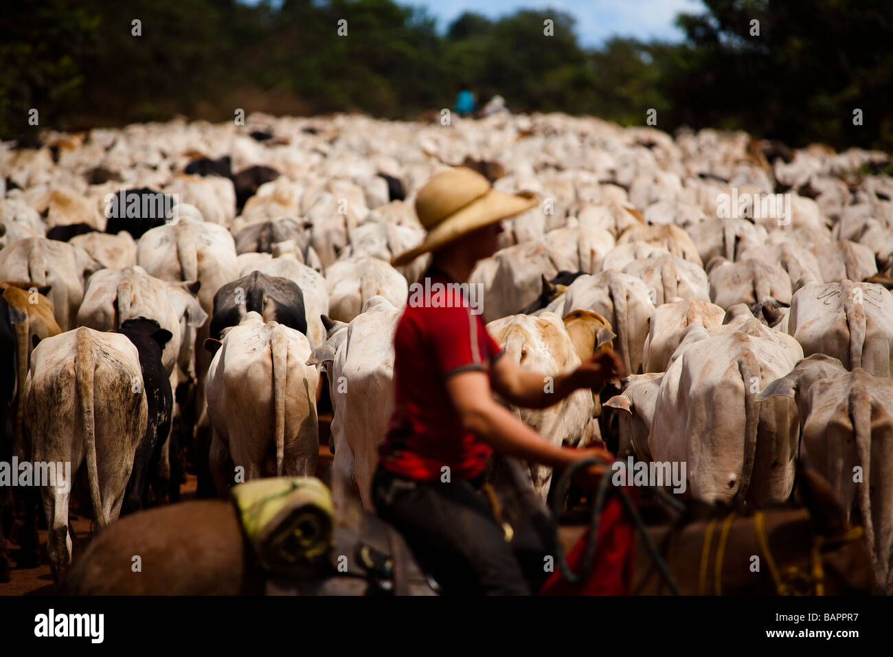 Herde von Rindern BR 163 Straße im Süden Para Staat Amazonas Brasilien Stockfoto